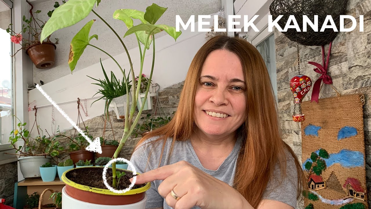 Melek Kanadı🪴 (Syngonium Podophyllum) Bakımı, Çoğaltılması, Sulaması