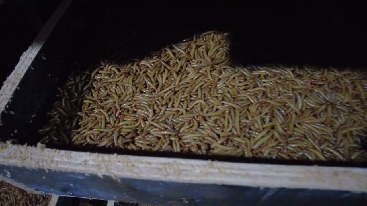 GreenFut Biotech Mealworm Breeding House