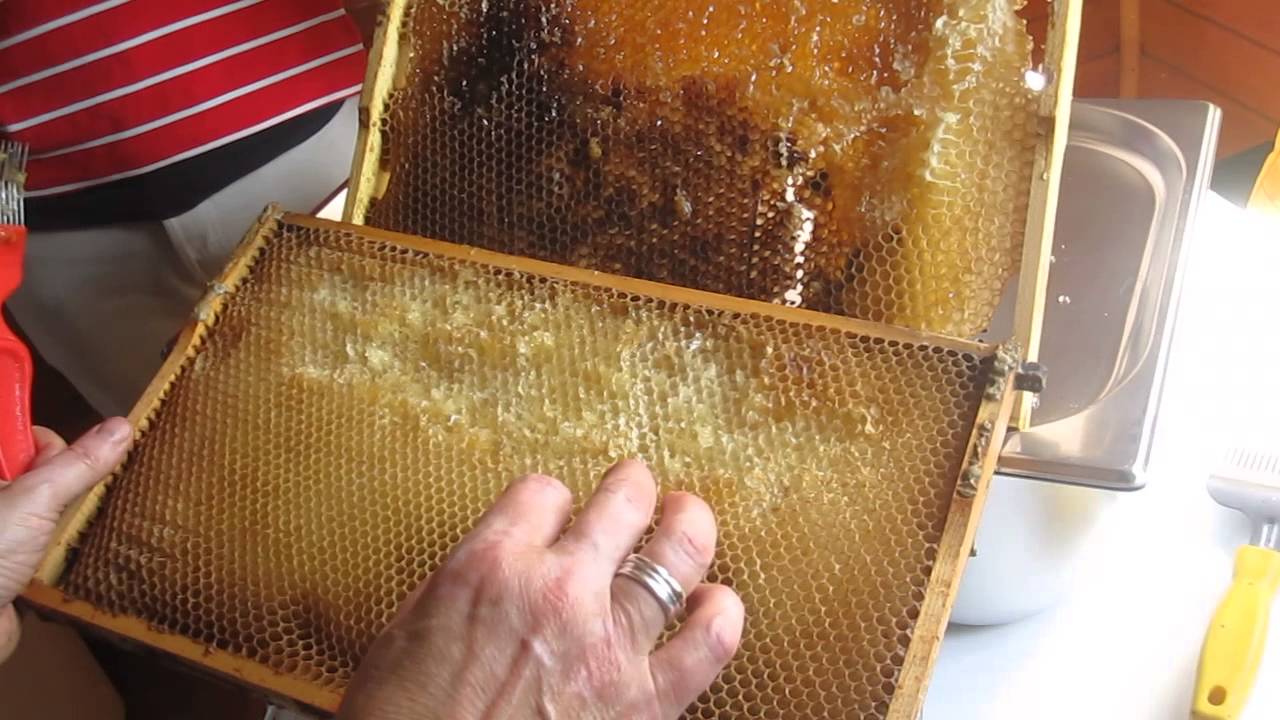 training in beekeeping