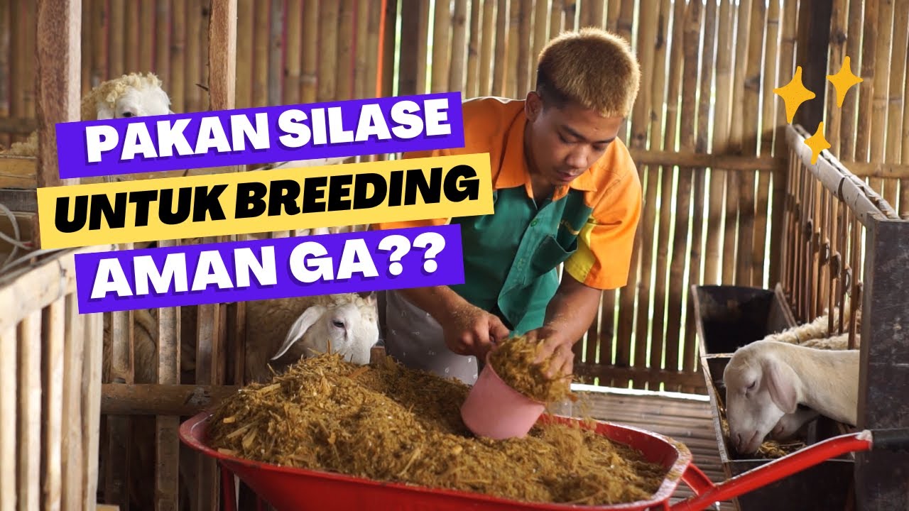 Amankah Pakan Fermentasi Untuk Breeding Kambing Domba