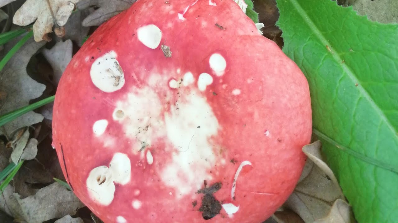 Kırmızı Russula Sp. Mantarı Görsel Anlatım videosu (Detaylar açıklama kısmında)