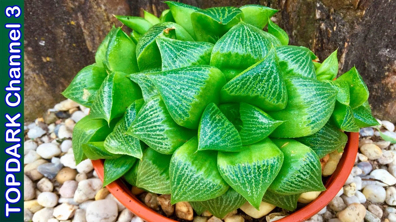 10 Variedades hermosas de Haworthia