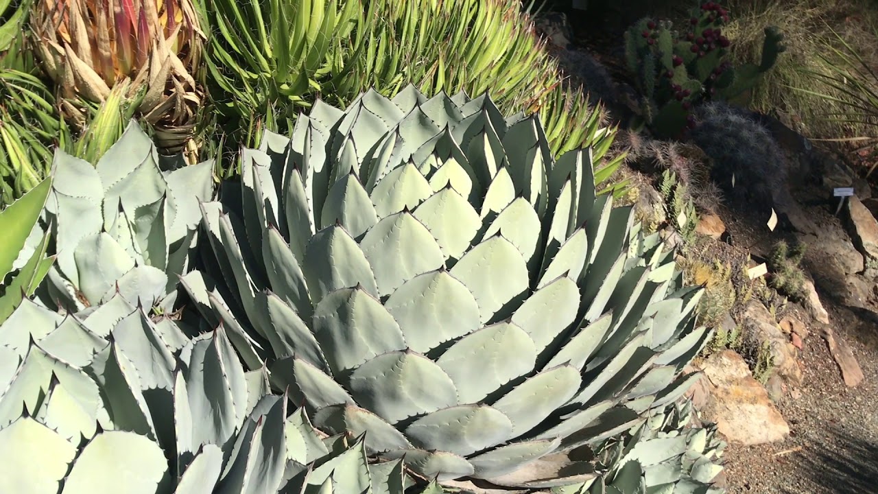 UC Berkeley Botanic Garden