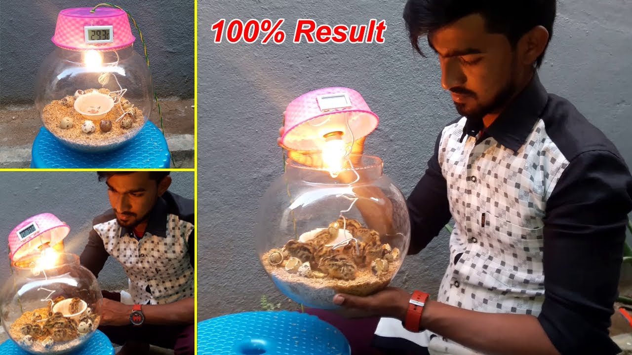 BEST Quail Incubator | How to Make Quail Incubator | Quail Egg Hatching | Temperature | Birds Palace