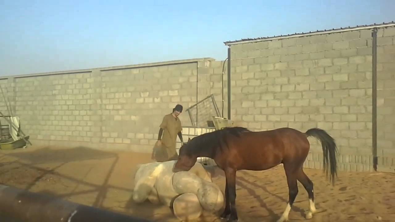 جبت لمهري العربي بركان دبدوب عملاق ^_^ شوفوا ردة فعله