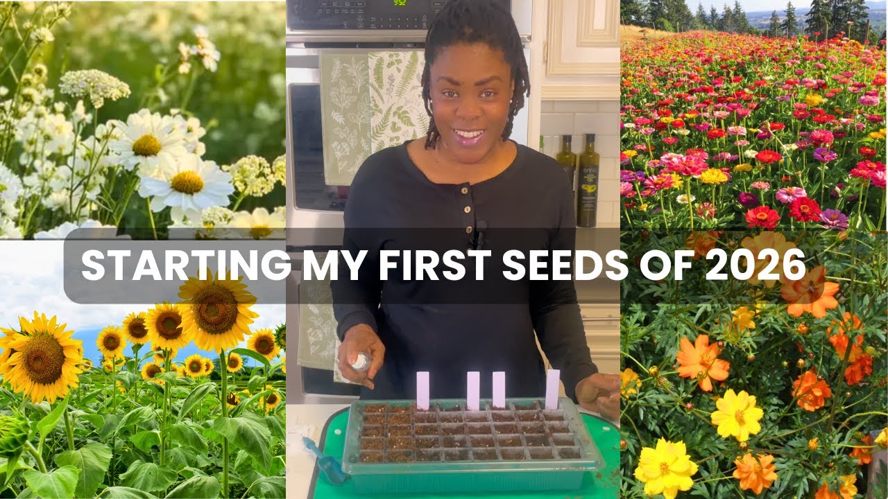 Starting My First Seeds Of 2026// Shasta Daisies, Sunflowers, And So Much More! 🌻🌱