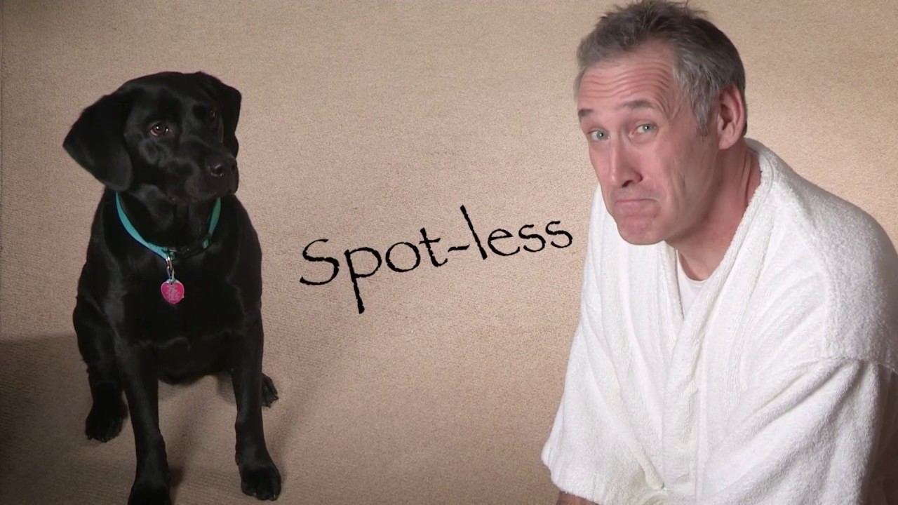 Penobscot Cleaning | Carpet Cleaning-See Spot Run