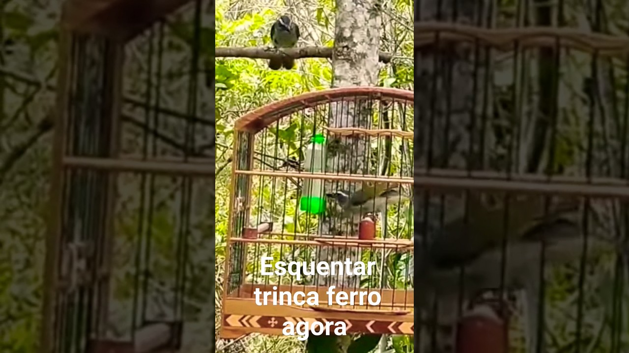Vamos esquentar seu trinca ferro Agora #esquentartrincaferro #trincaferronomato #trincaferro