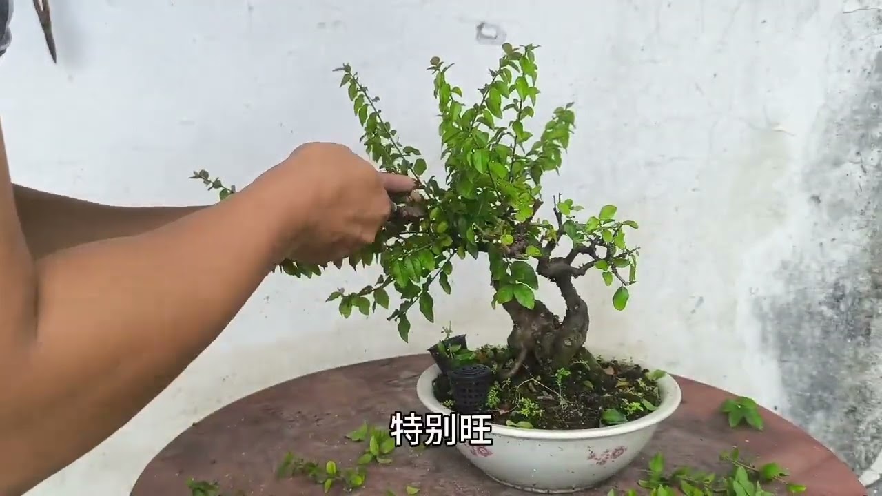 盆栽修剪教学  修剪