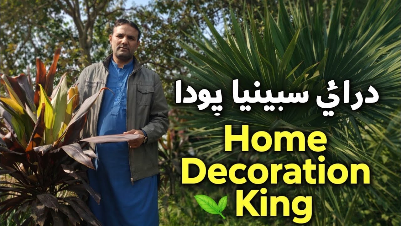 Dracaena Plant 🌿 | ڈرائی سینیا پودا | Best Home Decoration Plant