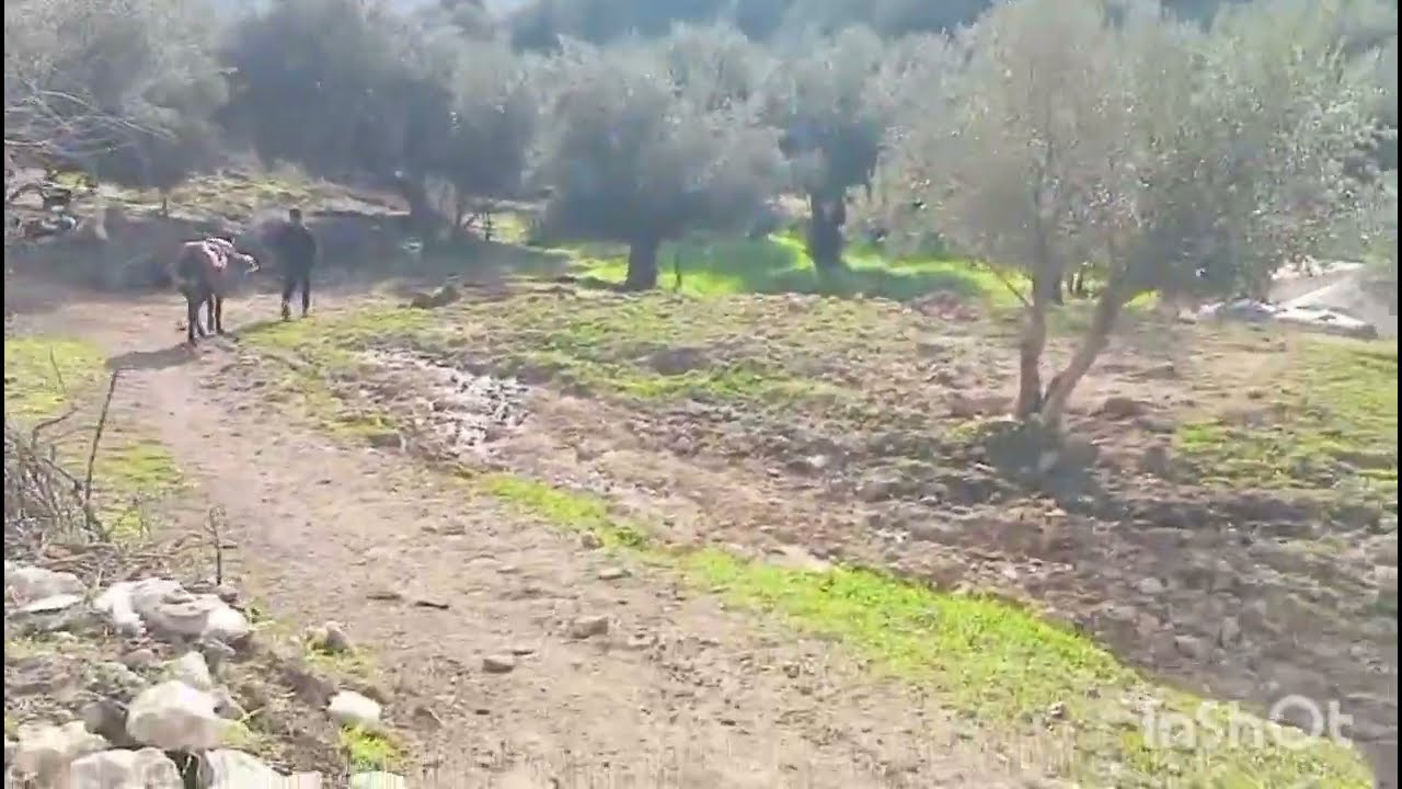 موسم جني الزيتون في مدينة زرهون ماشاء الله الخيرات نتاع ربي🤲👍