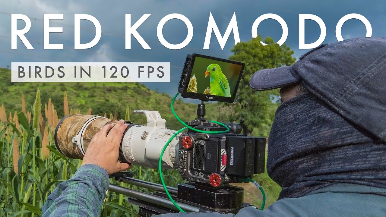 Фотосъёмка и съёмка птиц в сельской местности на красном комодо со скоростью 120 кадров в секунду...