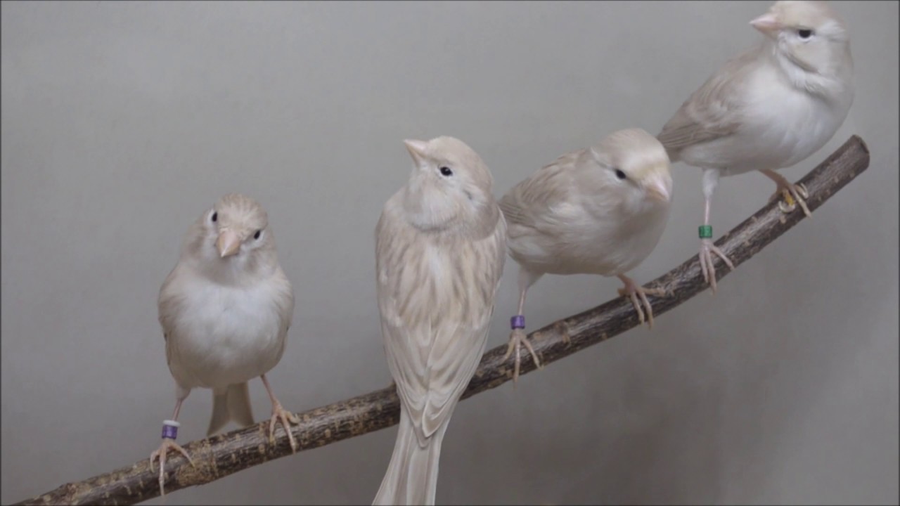 Farbkanarien / Kanarienv&ouml;gel / Isabell Wei&szlig; rezessiv / Jungv&ouml;gel und Altv&ouml;gel (Gruppe 1)