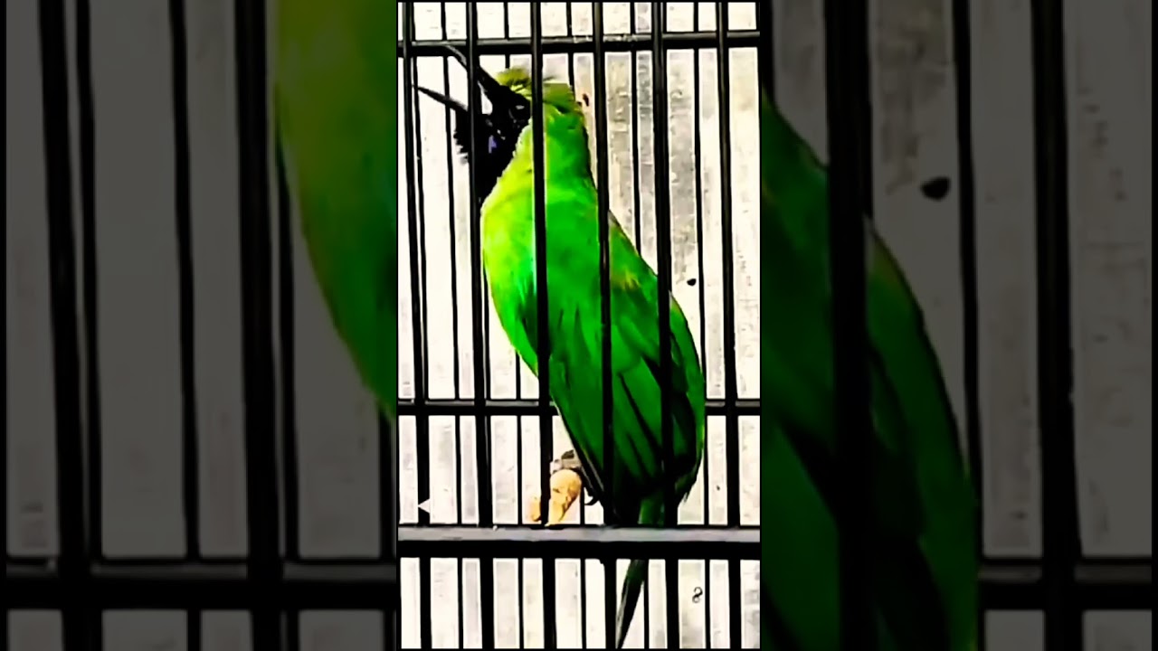 Cucak ijo tembakan besetan kasar suara mesin jahit #kicaumania #burungcucakijogacor #burung