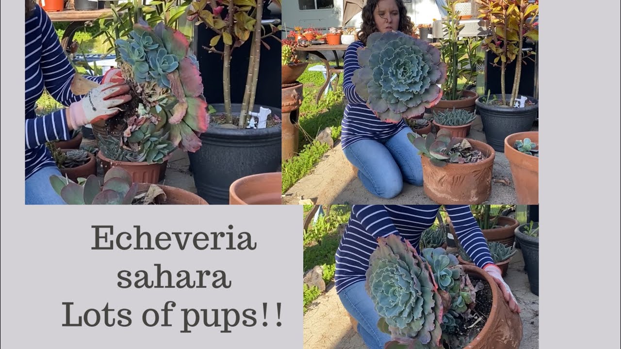Echeveria saharah:  Lots of pups....can’t believe how big he’s gotten