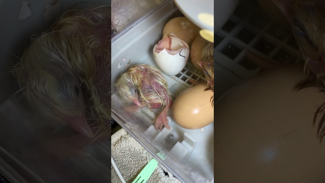 Hatching Chicks in a Maticoopx Incubator.
