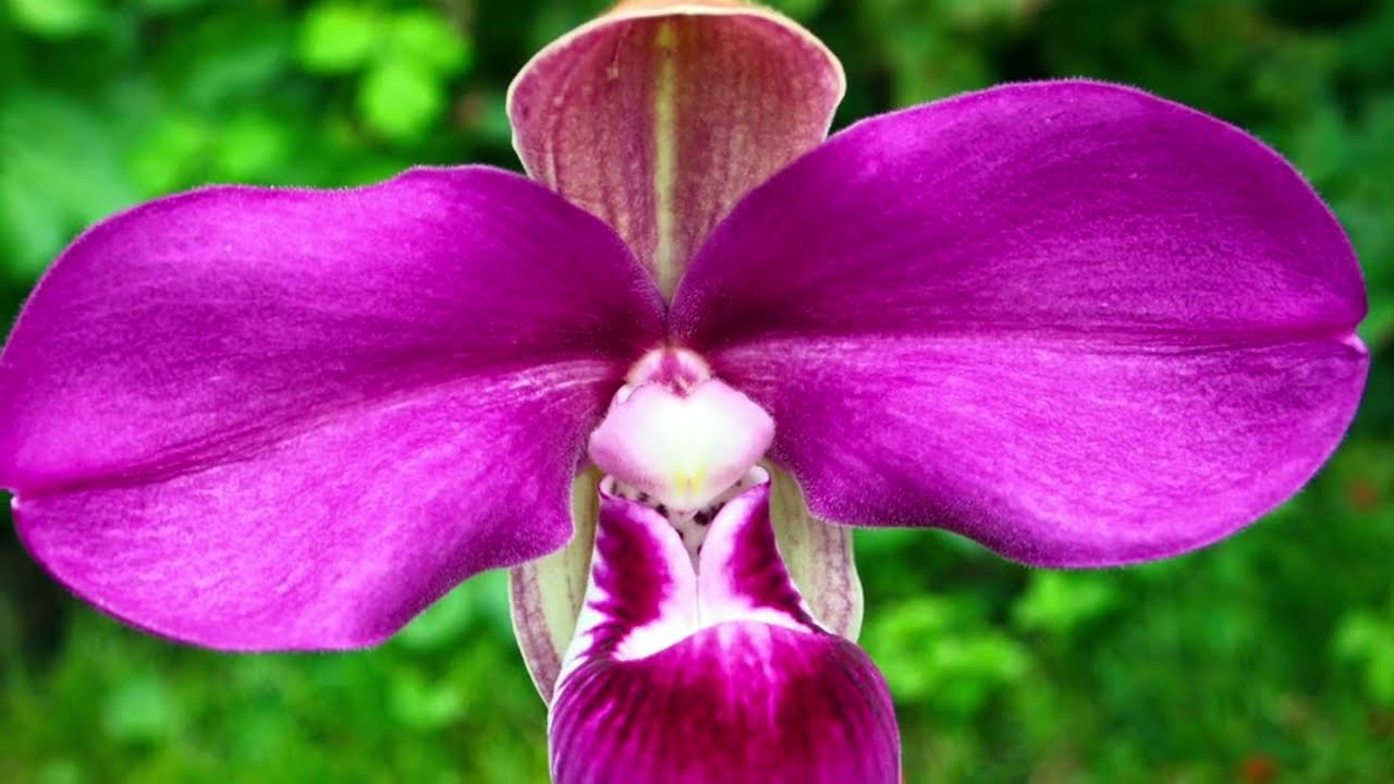 Пережили ли лето мои Phragmipedium kovachii? Что Phrag. kovachii нужно для счастья #orchid #flowers 