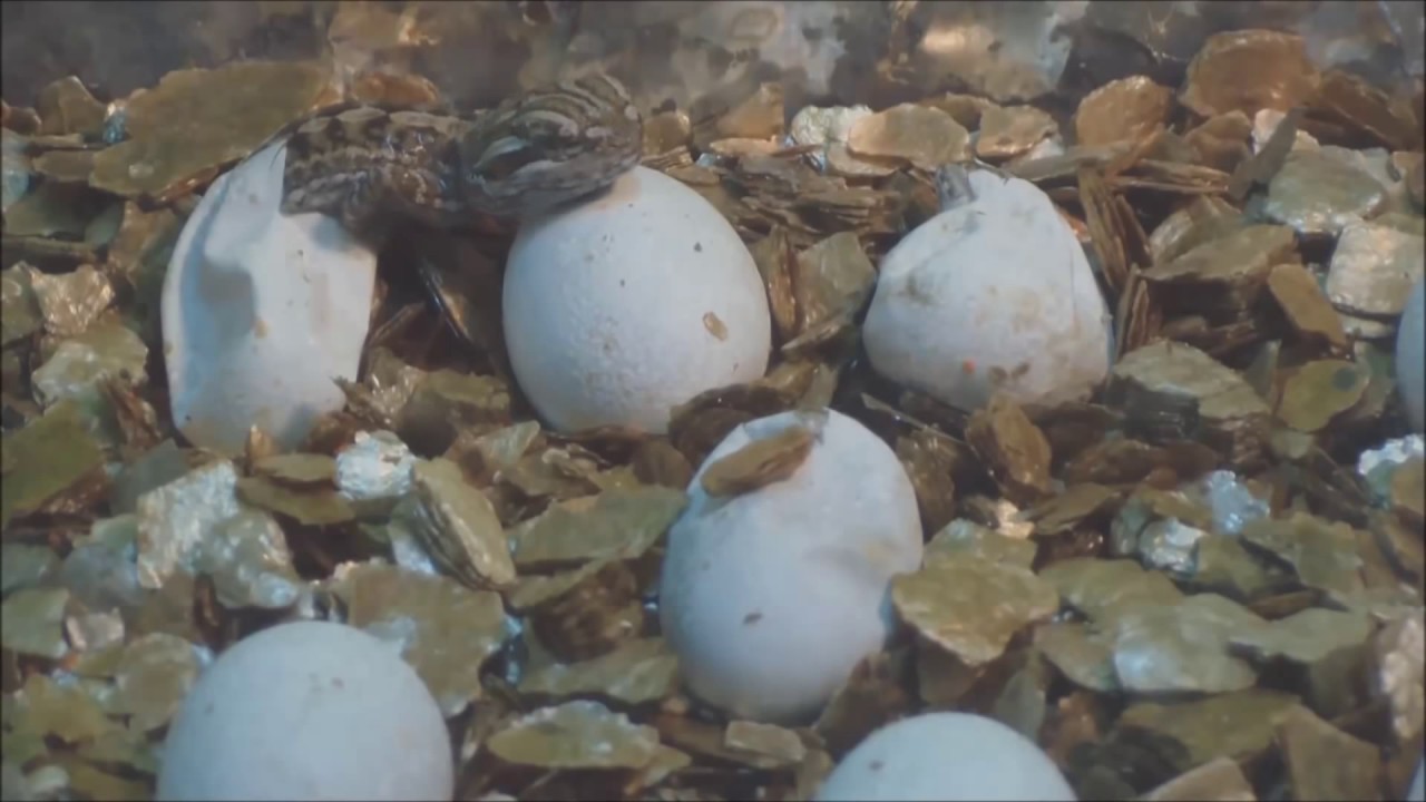 bearded dragon laying eggs and eggs hatching