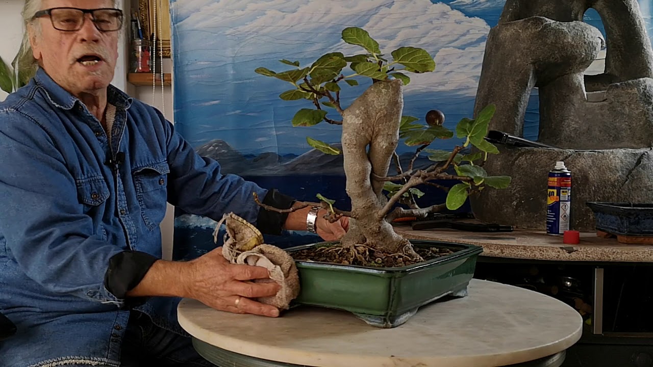 Reformas en la higuera división de los tronco 1r parte jardín de bonsai de Antonio Ruiz
