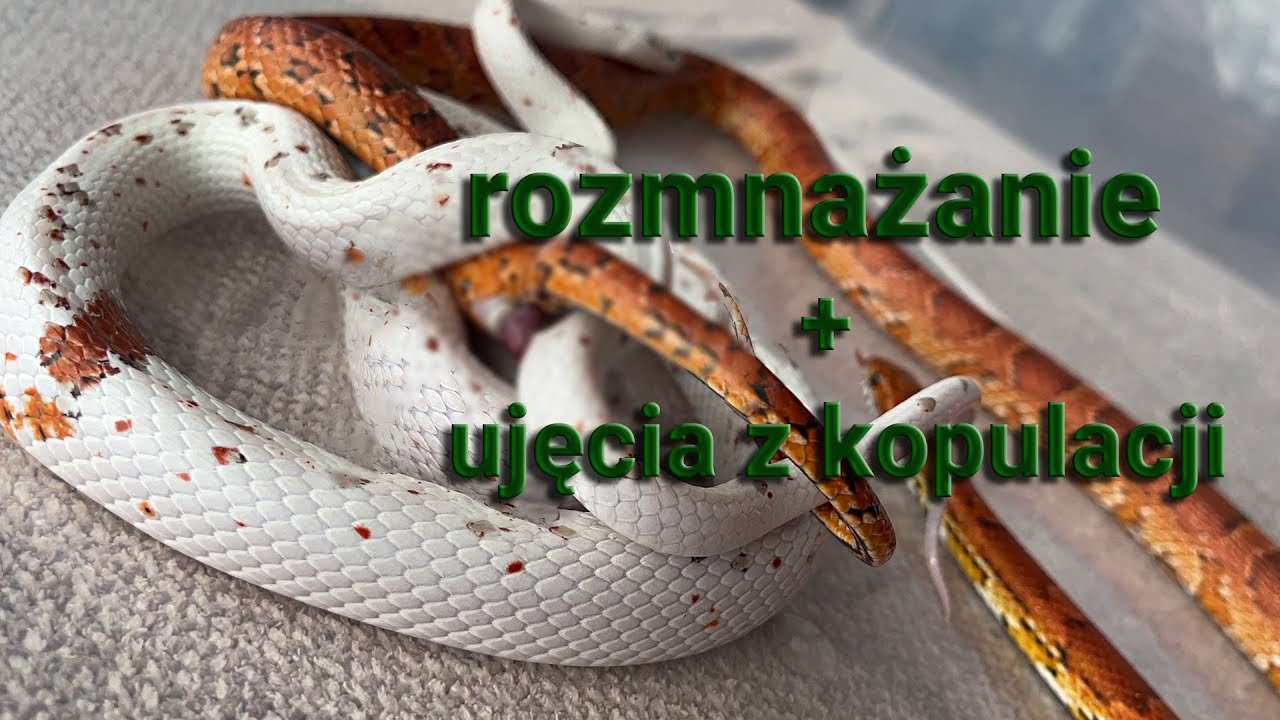 Rozmnażanie węży właściwych - jak to wygląda w praktyce