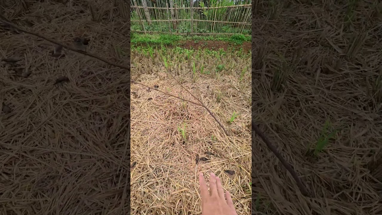 ANGON BURUNG EMPRIT RATUSAN EKOR