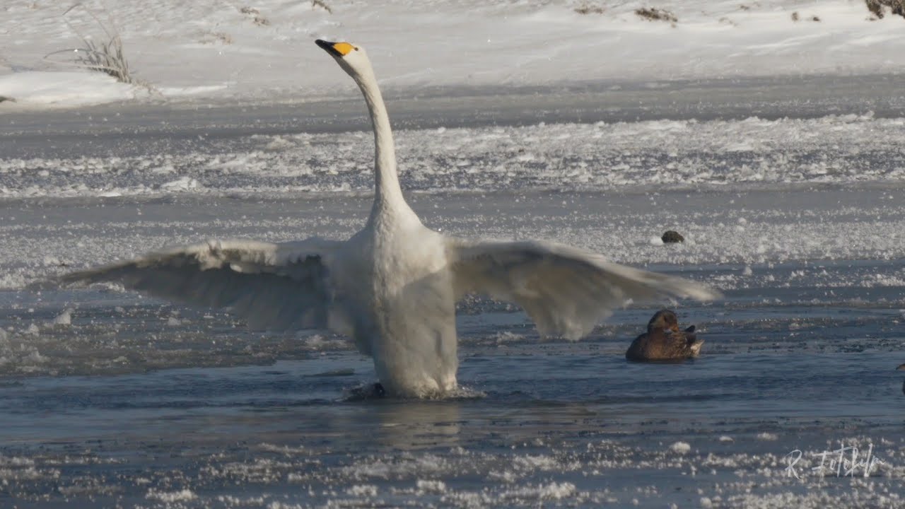Unsere Vögel im Winter
