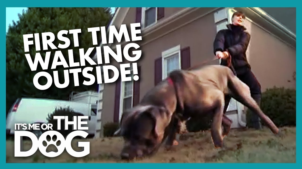 Mastiff Discovers Outside World For The First Time | It's Me or the Dog