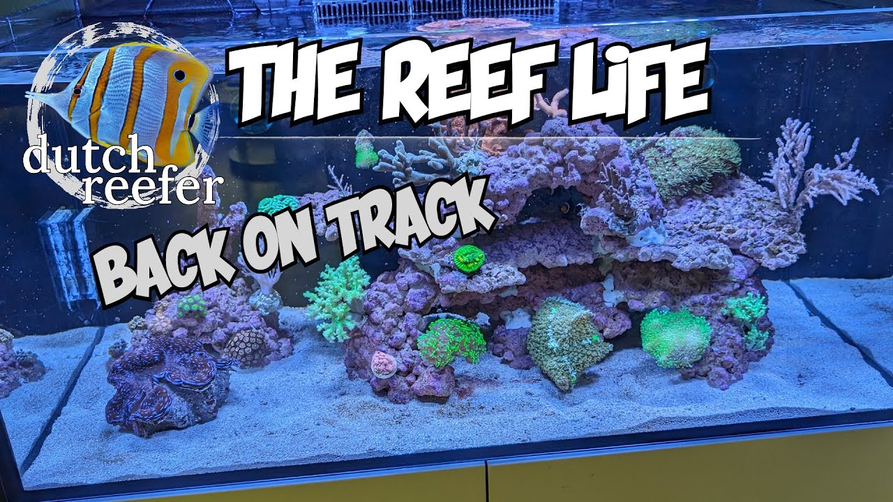 THE REEF LIFE is Back on Track 💪