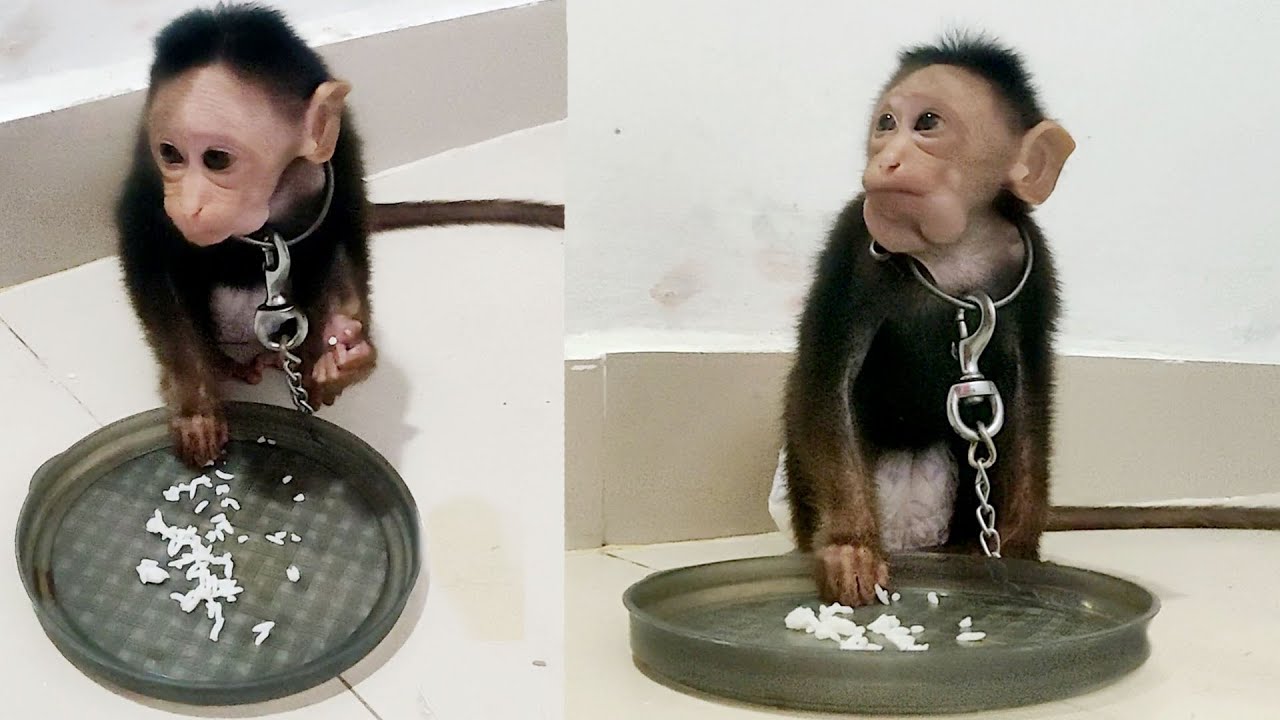 Little Monkey Eating Rice Very Hungry Baby Monkey Breakfast Cute My Monkey