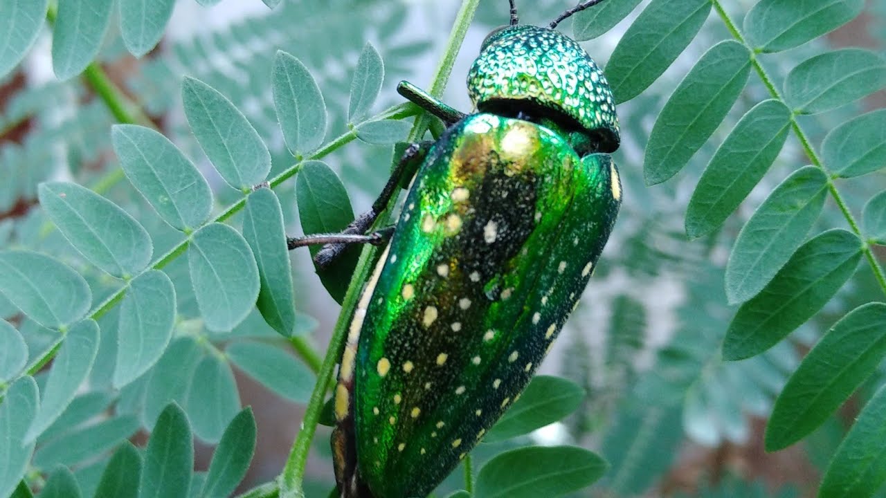 Ponvandu valarpu|Jewel beetle |