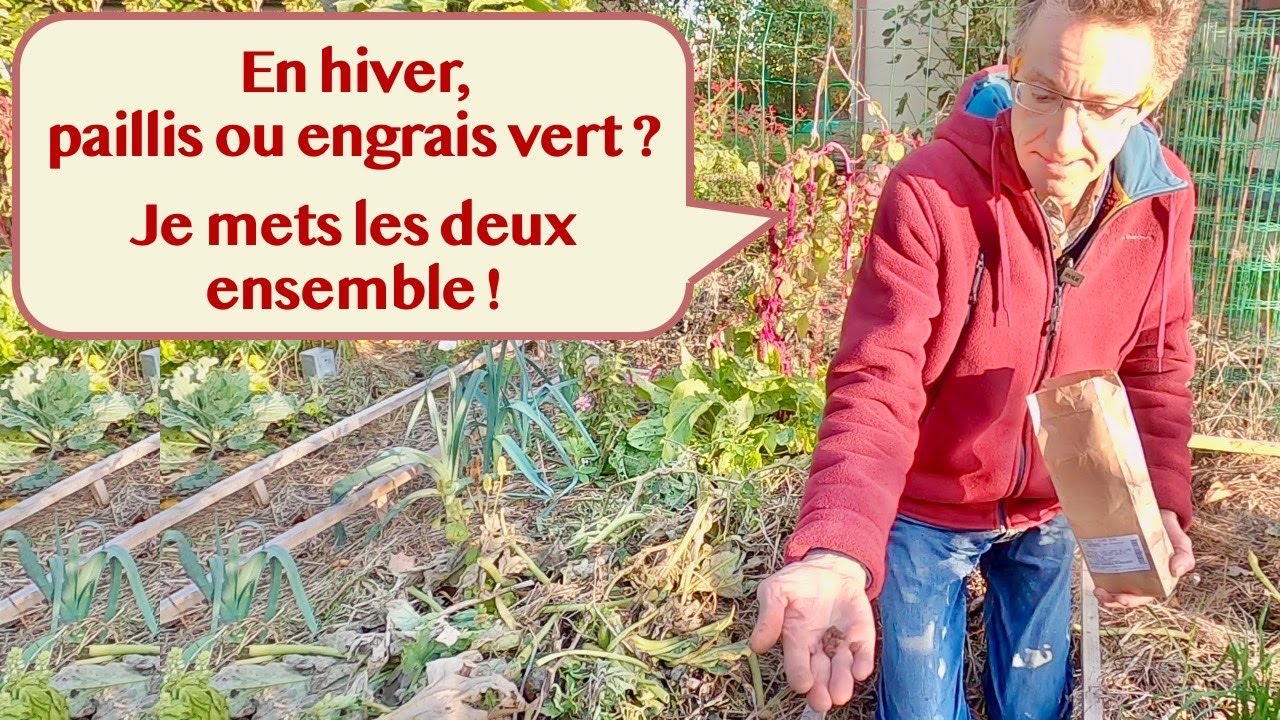 En hiver, paillis ou engrais vert ? Je mets les deux ensemble !