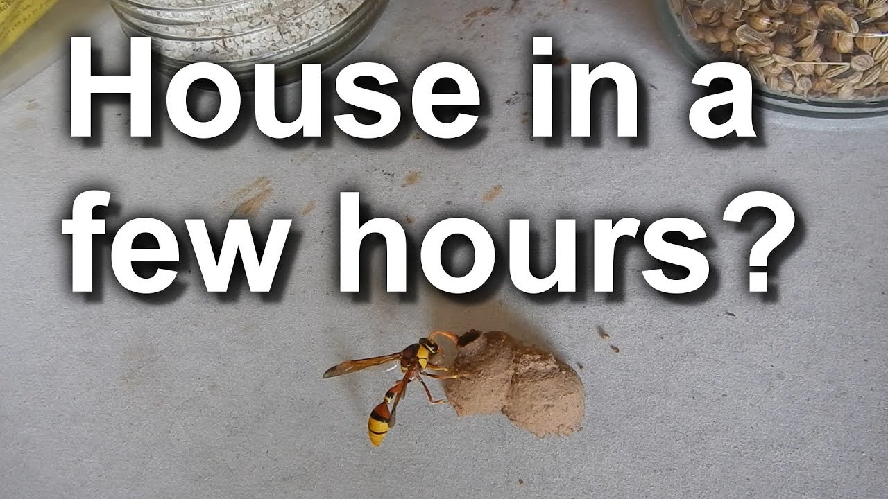 Insect Creating Home (High Speed Video)