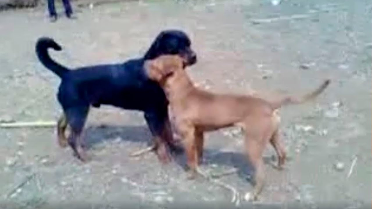 PITBULL VS ROTTWEILER | COMO SERIA NA PRÁTICA?
