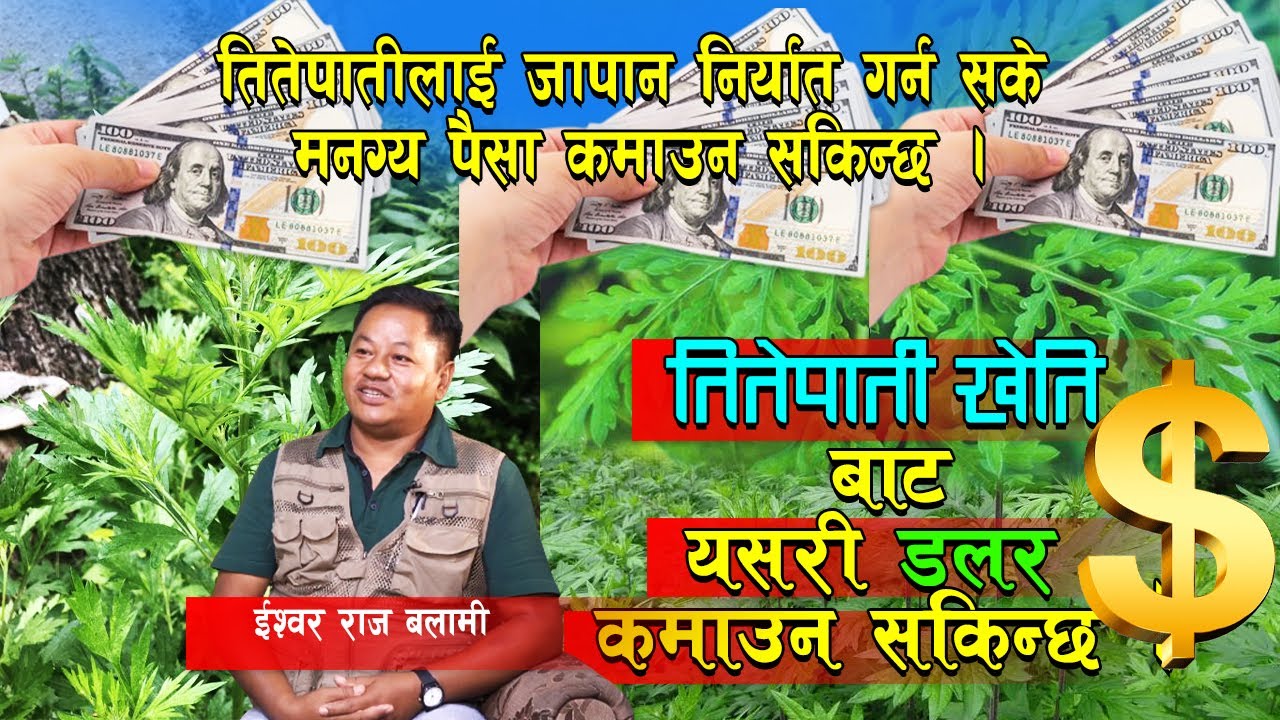नेपालको तितेपाती जापान निर्यात गरेर डलर कमाउदा एकदम खुशी लाग्यो : ईश्वरराज बलामी