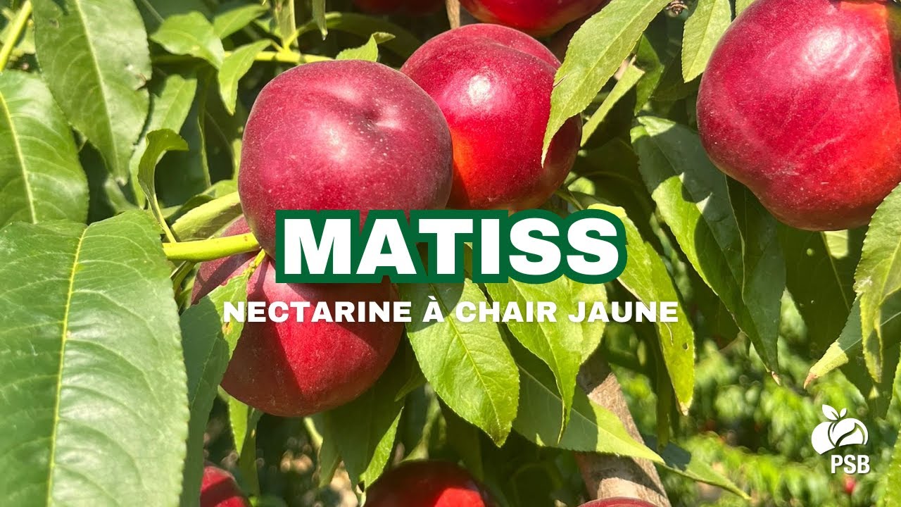 Matiss, La Crau - Juillet 2025 🇫🇷 | 🎬English subtitles 🇬🇧