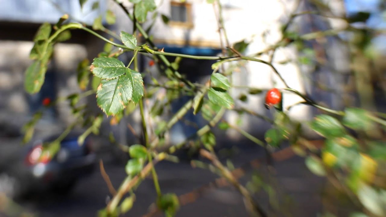 Lensbaby Composer Pro + Sweet 35 | TEST