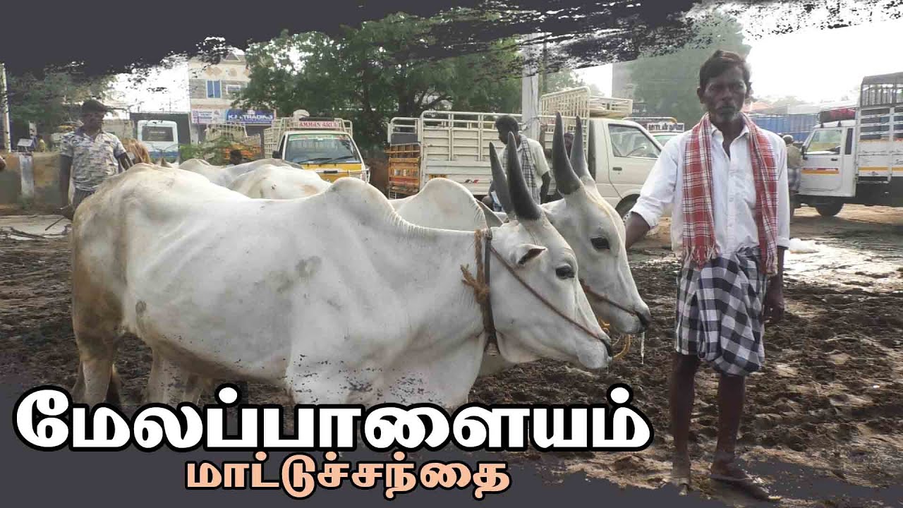 Melapalayam santhai | மேலப்பாளையம் மாட்டு சந்தை