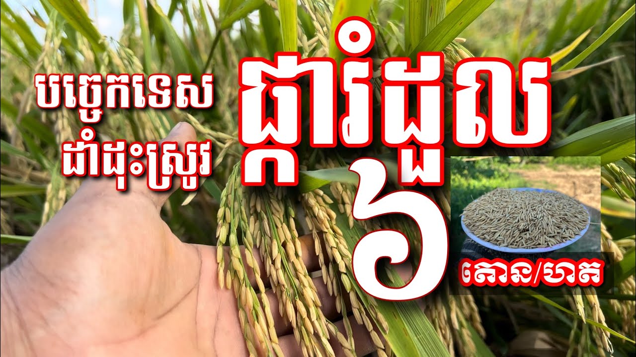 #បច្ចេកទេសដាំដុះពូជស្រូវផ្ការំដួលអោយបានទិន្នផលខ្ពស់#ស្រូវប្រកាន់រដូវ