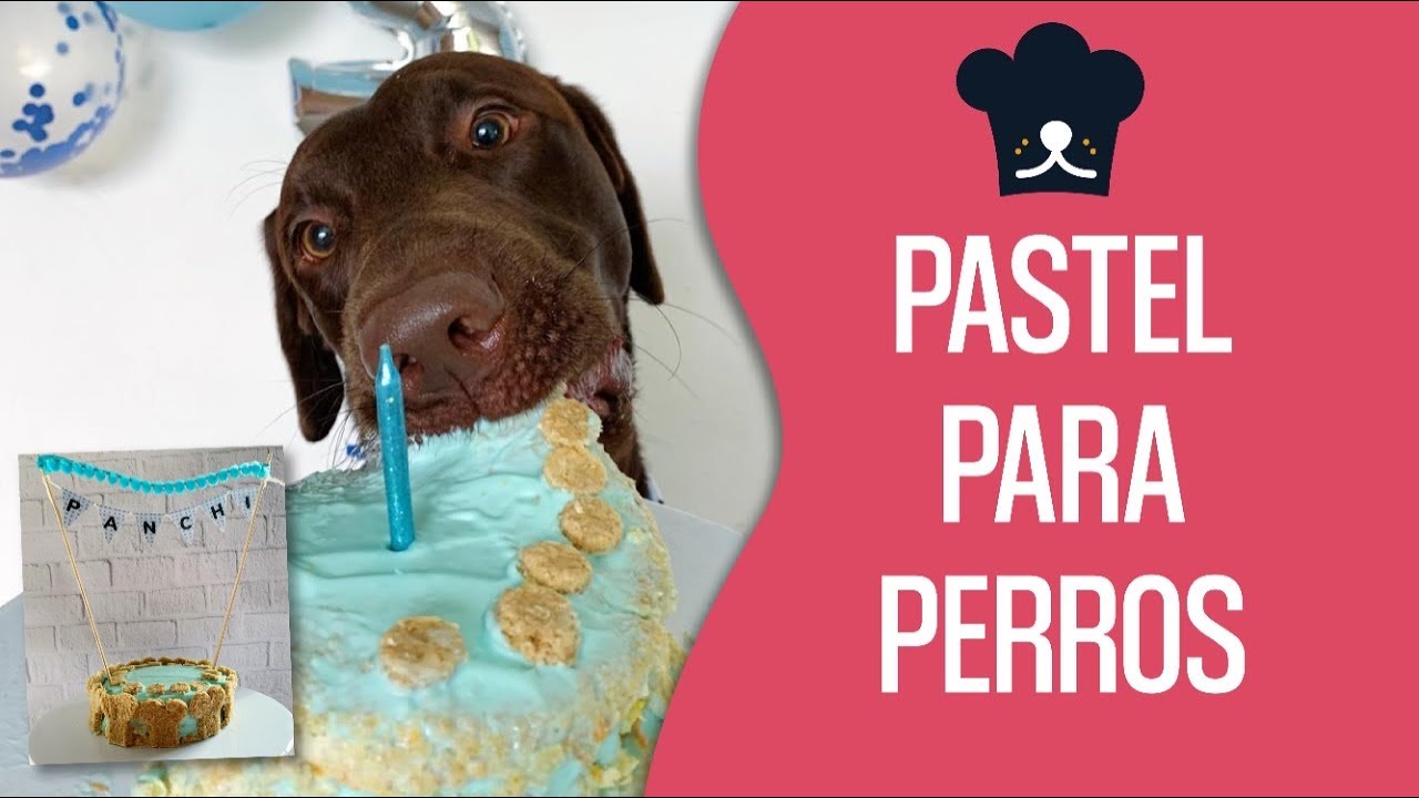 FIESTA DE CUMPLEAÑOS PARA MI PERRO | RECETA PASTEL/TORTA PARA PERROS | RECETAS PARA PERROS