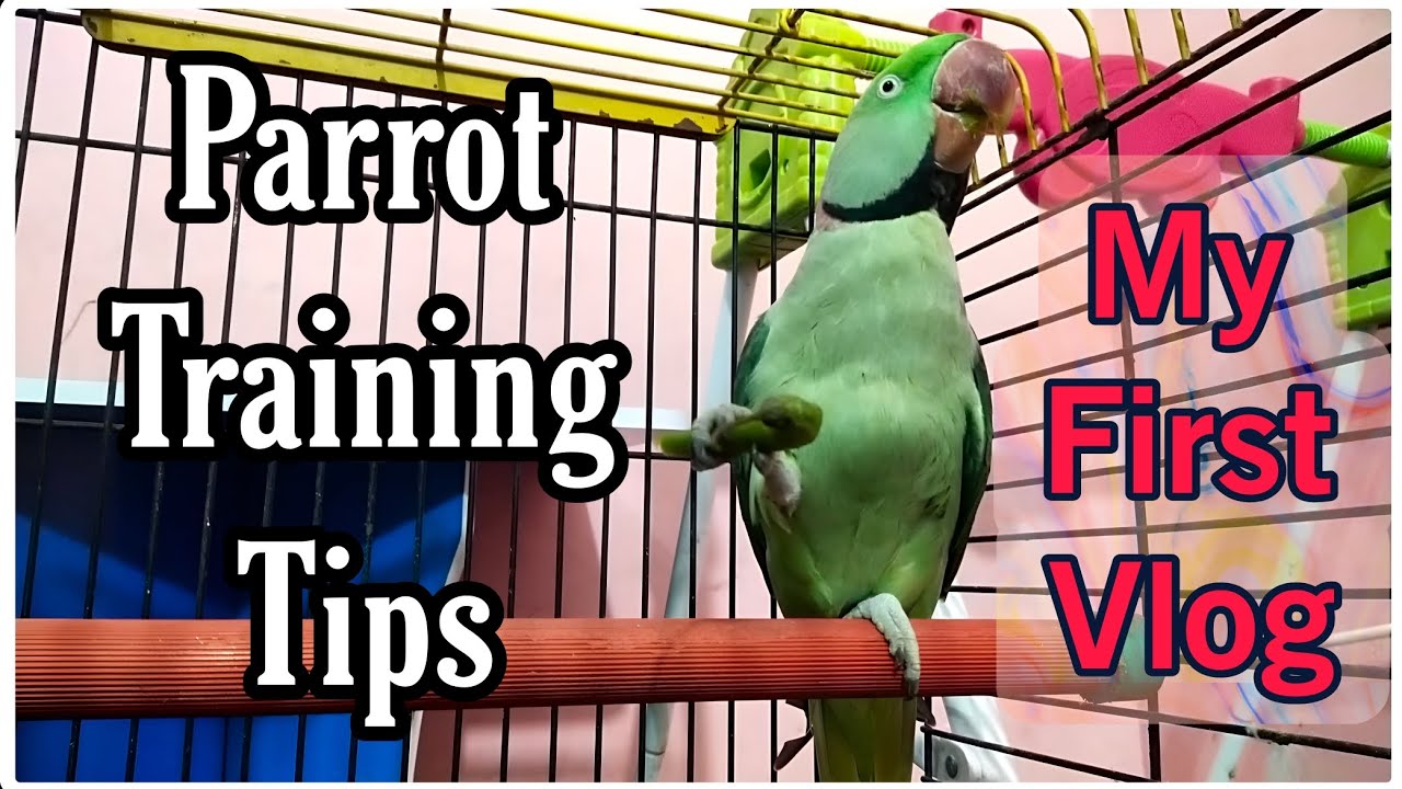 Training My Alexandrine Parrot || My First VLOG #parrottraining #birdsvlog #trainingtips