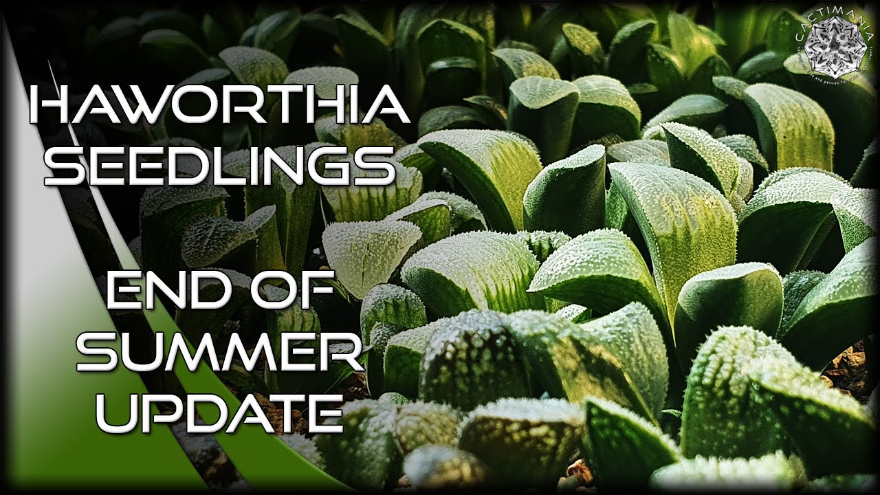 Haworthia Seedling Update | #Cactus & #Succulent Collection