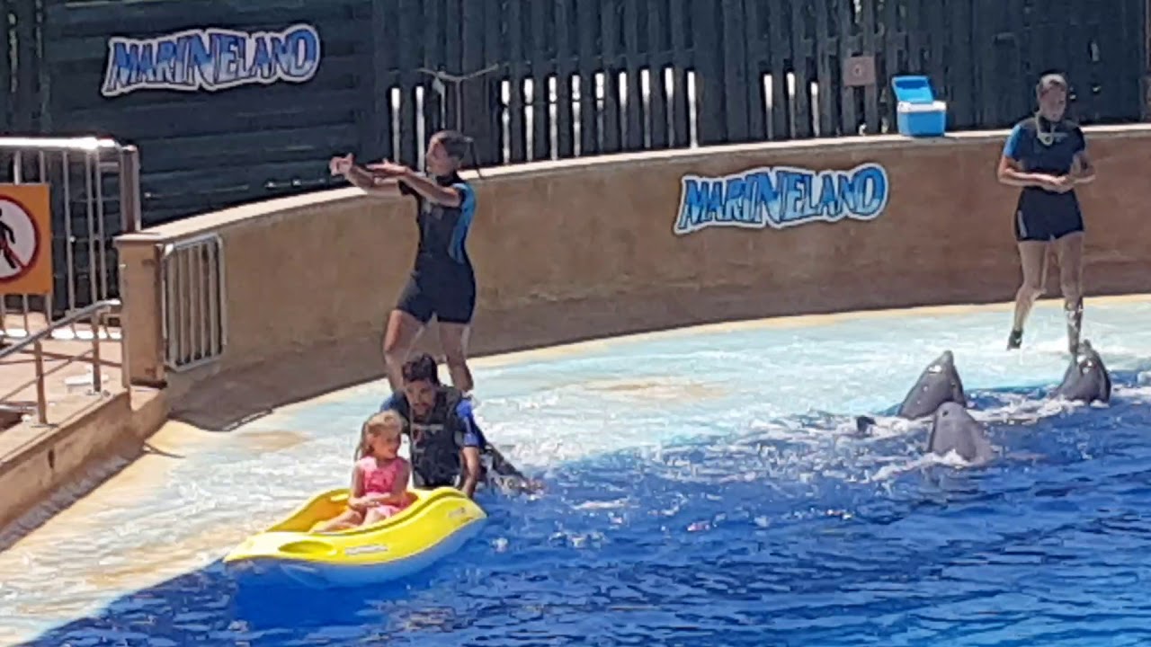 Dolphin show at marine land in Barcelona