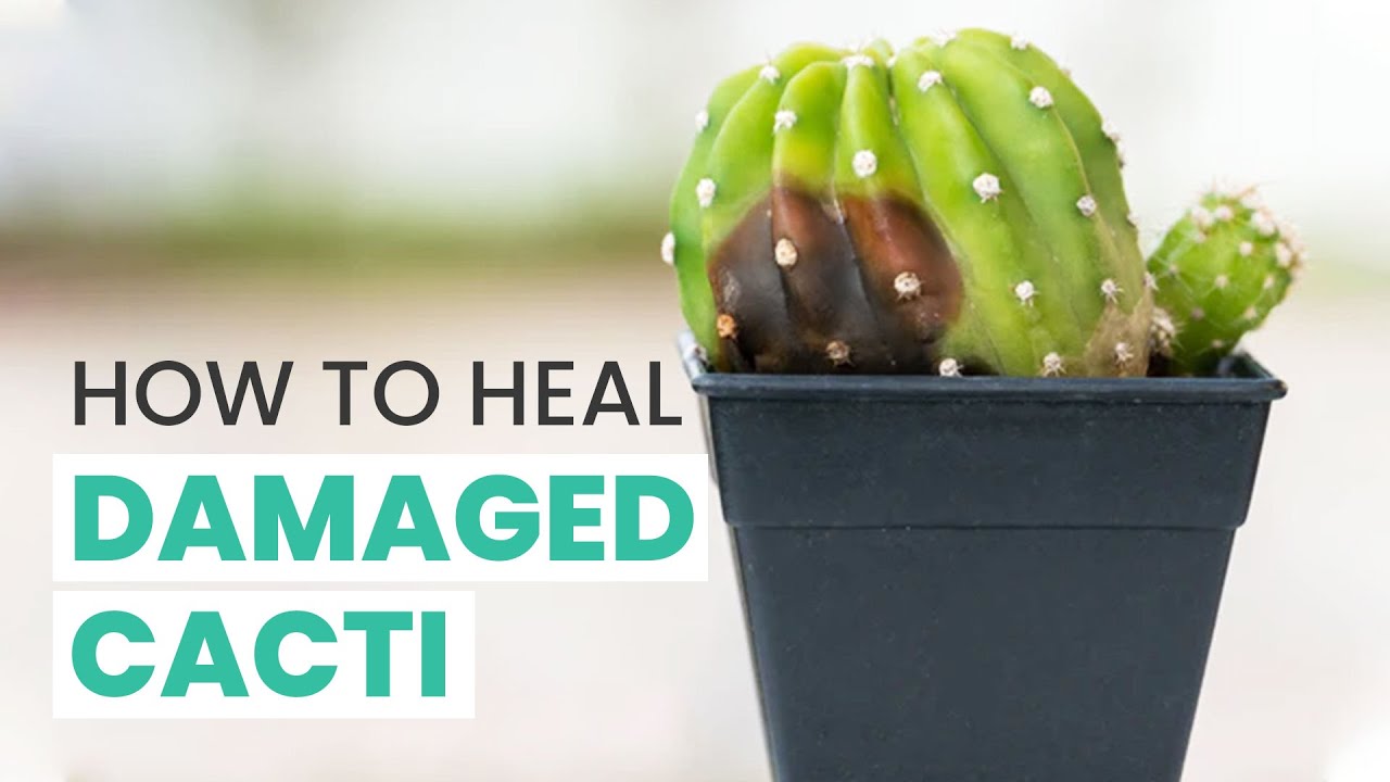 BEST TIPS | CAN A DAMAGED CACTUS HEAL ITSELF