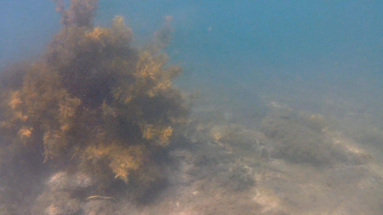 Snorkel: Wet the whistle.