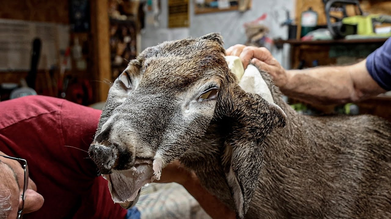 Mounting a Deer Head - Behind the Scenes of a Taxidermist