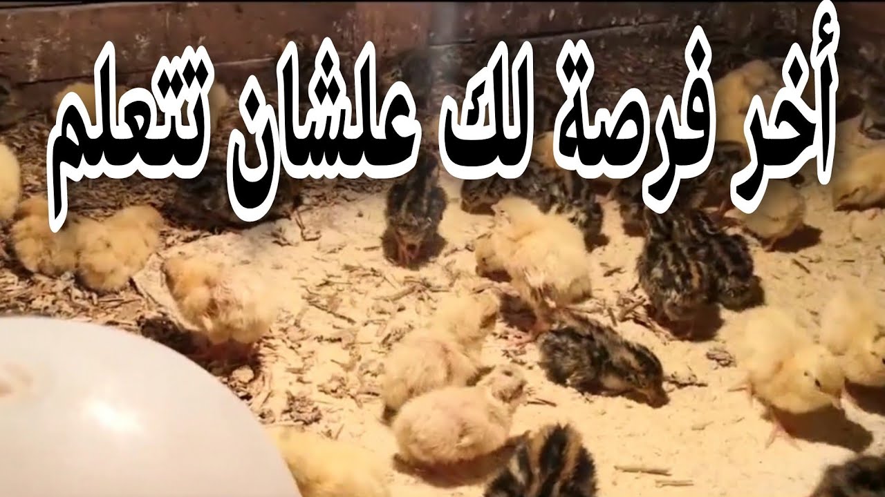 أسباب لازم تعرفها عن موت كتاكيت السمان عمر يوم في التحضين