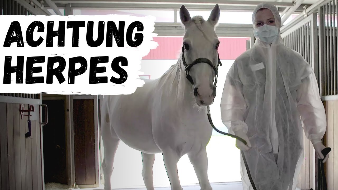 Herpes Virus🦠  Was kann ich dagegen tun & warum ist es so gefährlich? 🧐