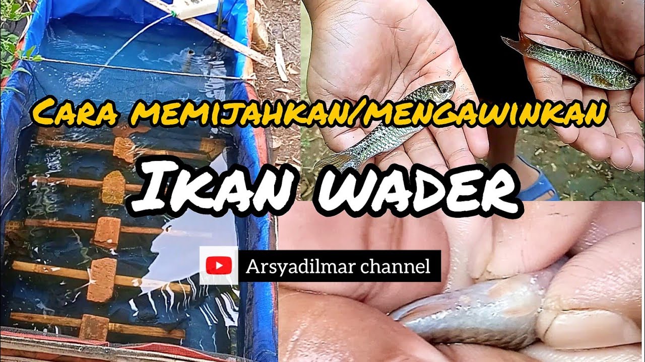 tutorial pemijahan ikan wader cakul/bintik dua. #budidayawader #ikan #pelestarian