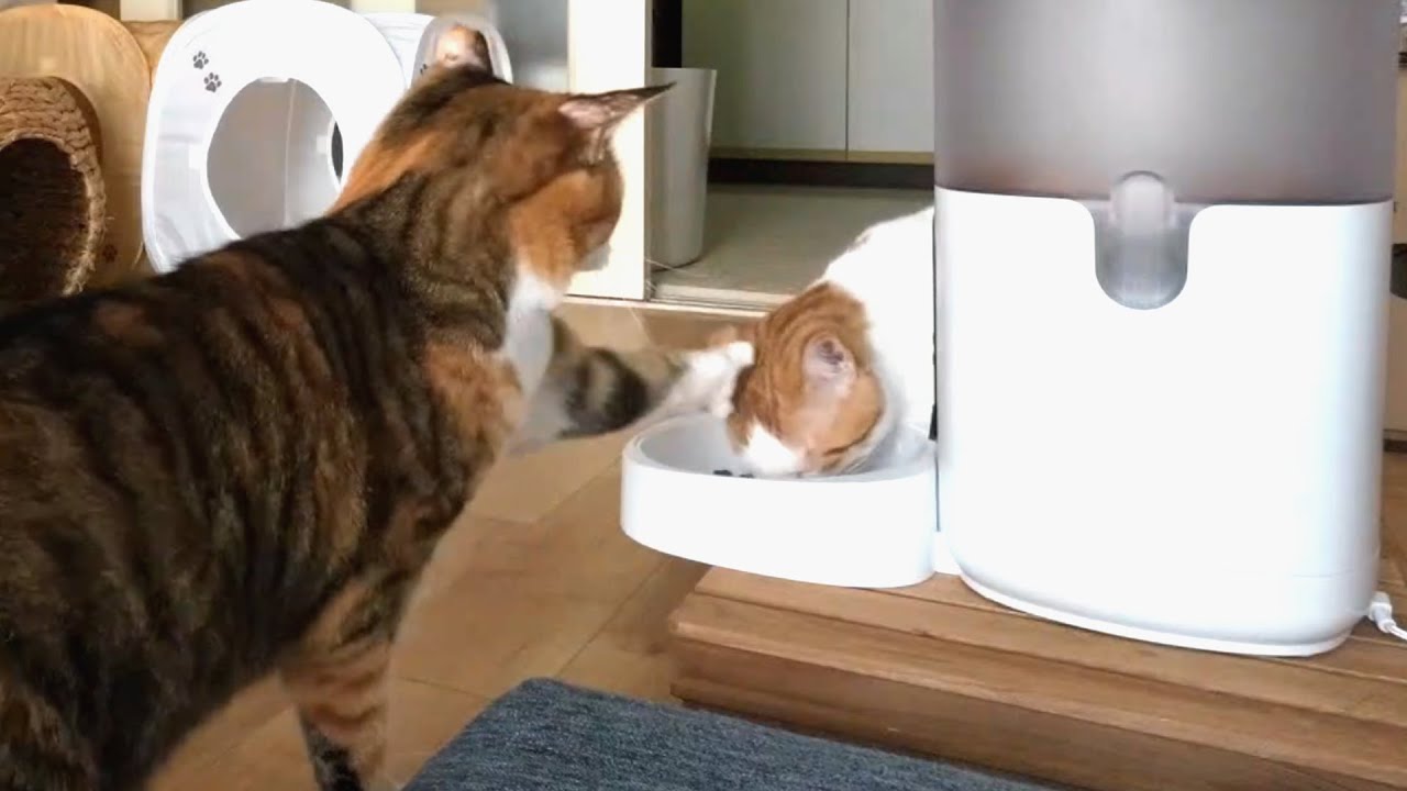 先住猫のごはんを横取りする子猫に困惑。多頭飼育の給餌器問題