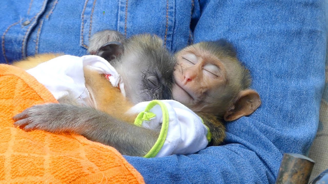 Monkey Miki sleeping hug Niki sister is happy and warm